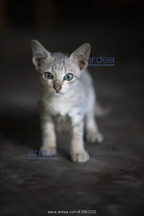 : Kitten with blue eyes in Burma : Kitten with blue eyes in Burma