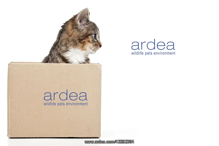 : Kitten in a cardboard box Junge Katze in einem Pappkarton : Kitten in a cardboard box Junge Katze in einem Pappkarton