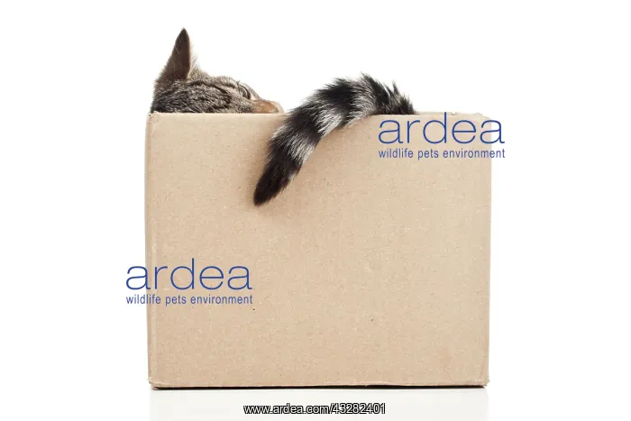 : Kitten in a cardboard box Junge Katze in einem Pappkarton : Kitten in a cardboard box Junge Katze in einem Pappkarton