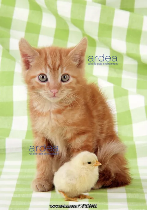  : Kitten with chick