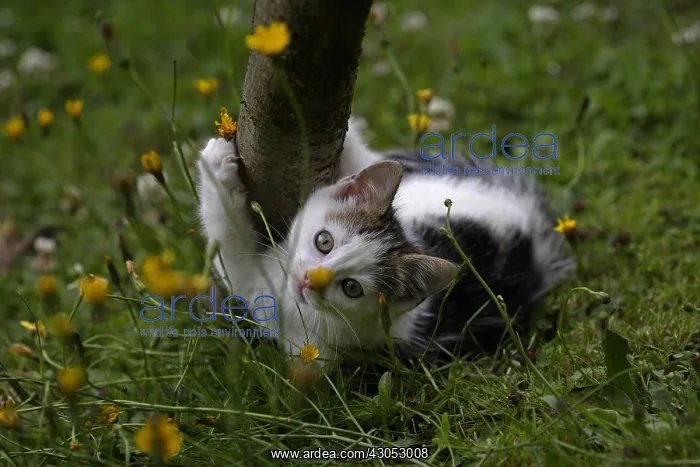 : Kitten being claws Manche France : Kitten being claws Manche France