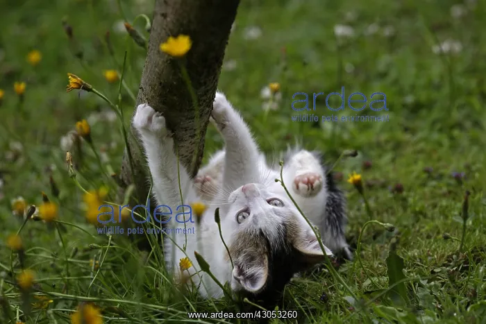 : Kitten being claws Manche France : Kitten being claws Manche France