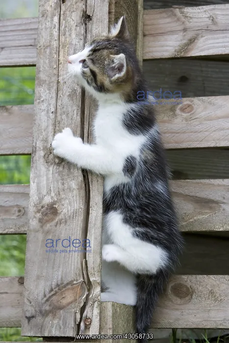 : Kitten climbing a picket Niederbruck France : Kitten climbing a picket Niederbruck France