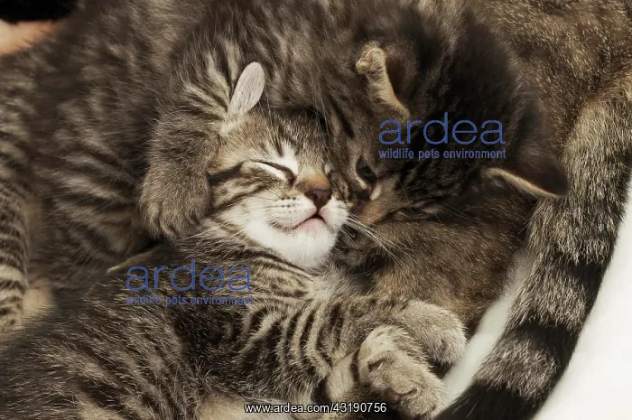 : Kitten cuddling with mother cat : Kitten cuddling with mother cat
