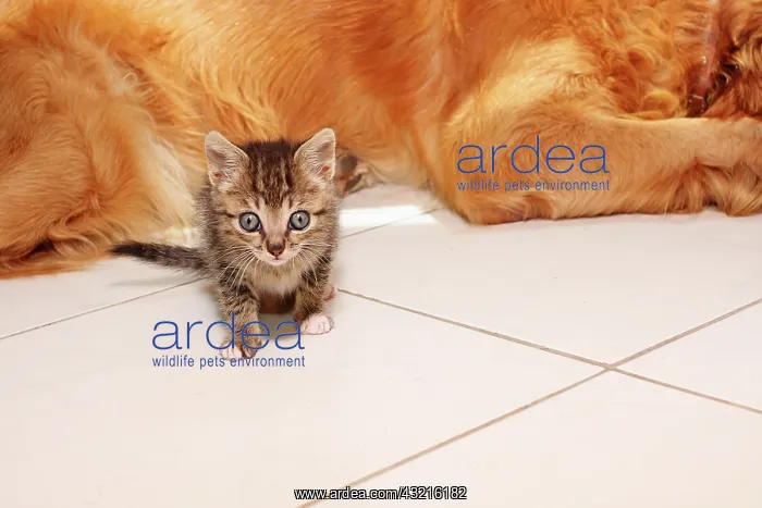 : Kitten and dog lying in a house - France : Kitten and dog lying in a house - France
