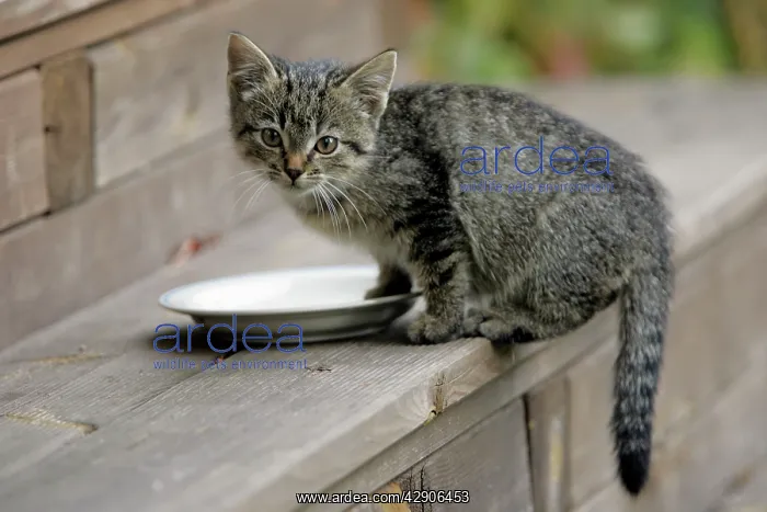 : Kitten - drinking / eating from saucer on doorstep : Kitten - drinking / eating from saucer on doorstep
