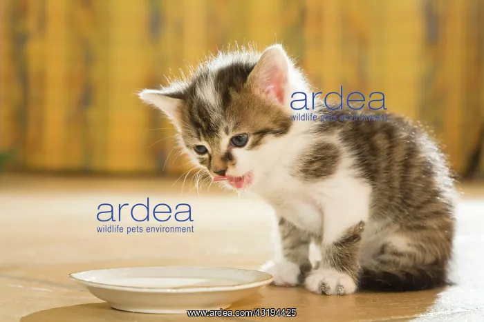  : Kitten drinking milk from a saucer
