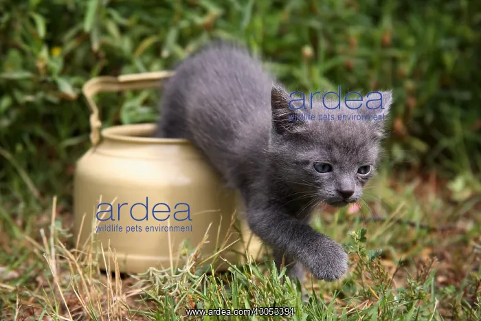 : Kitten emerging from a pot in a garden : Kitten emerging from a pot in a garden