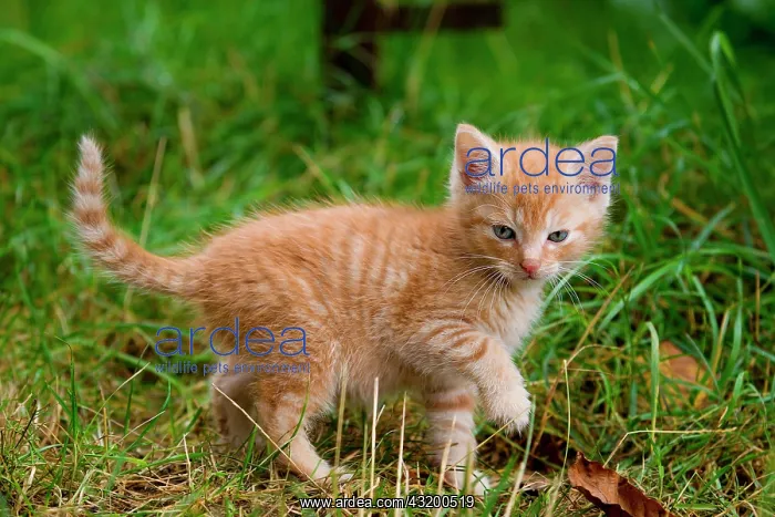 : Kitten exploring the environment, Germany, Europe : Kitten exploring the environment, Germany, Europe