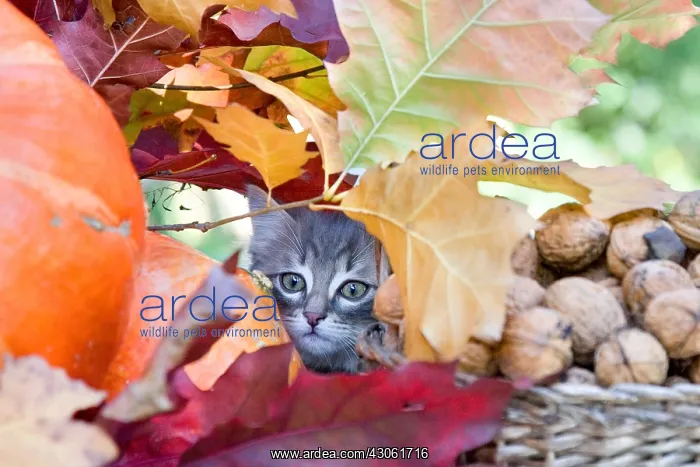 : Kitten and fall foliage between Squash and Walnuts France : Kitten and fall foliage between Squash and Walnuts France