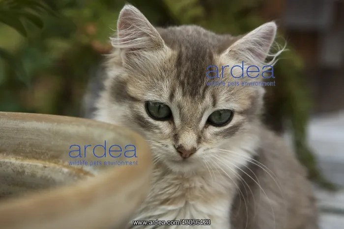 : Kitten behind a flower pot on a garden terrace : Kitten behind a flower pot on a garden terrace
