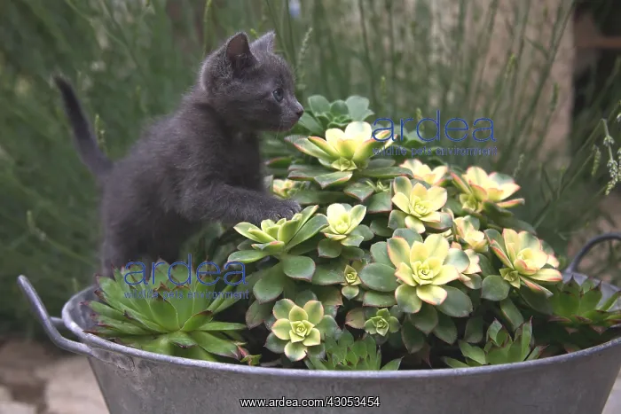 : Kitten in a flowerpot : Kitten in a flowerpot