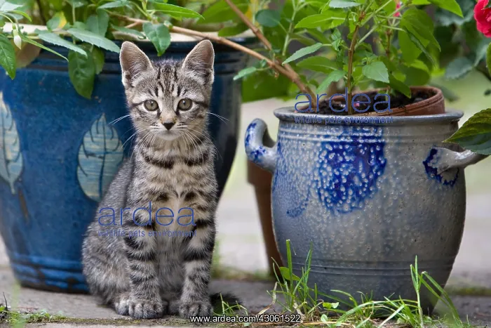 : Kitten and flowerpots in Oberbruck Alsace France : Kitten and flowerpots in Oberbruck Alsace France