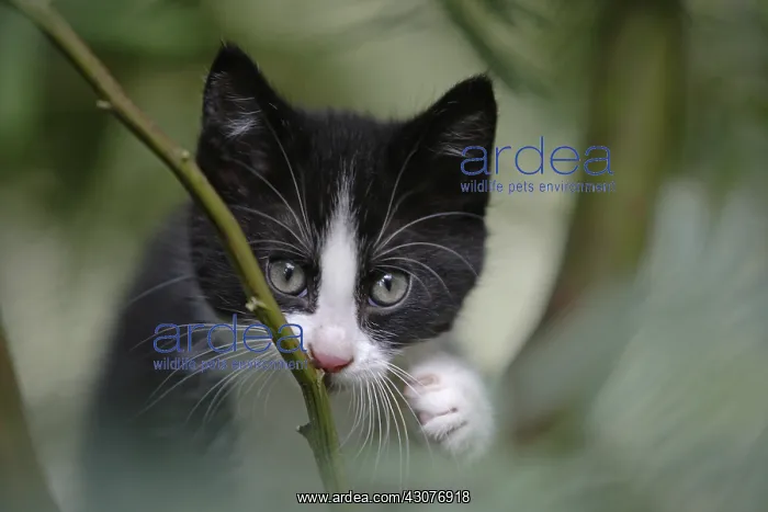 : Kitten in garden Normandy France : Kitten in garden Normandy France