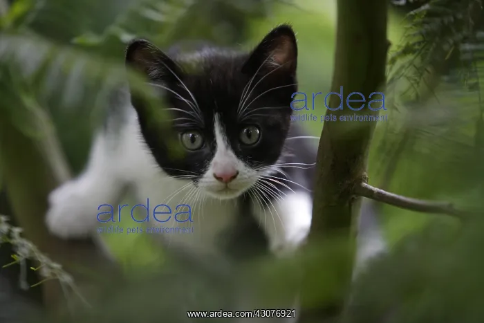 : Kitten in garden Normandy France : Kitten in garden Normandy France