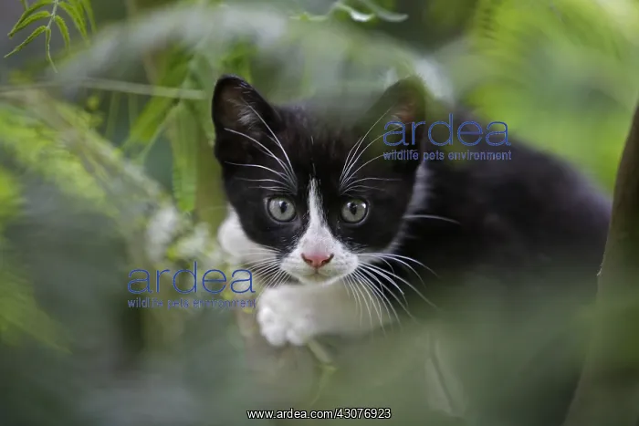 : Kitten in garden Normandy France : Kitten in garden Normandy France