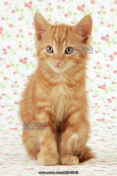  : KITTEN. ( ginger )
