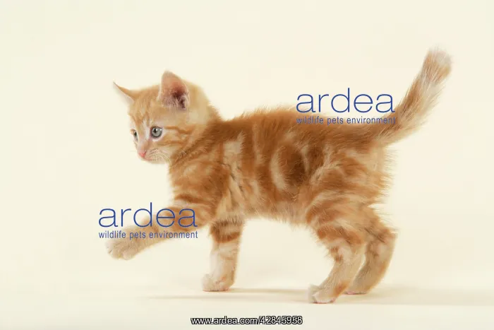 : KITTEN. ( ginger ) : KITTEN. ( ginger )