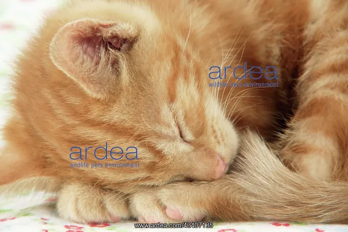 : KITTEN. ( ginger ) : KITTEN. ( ginger )