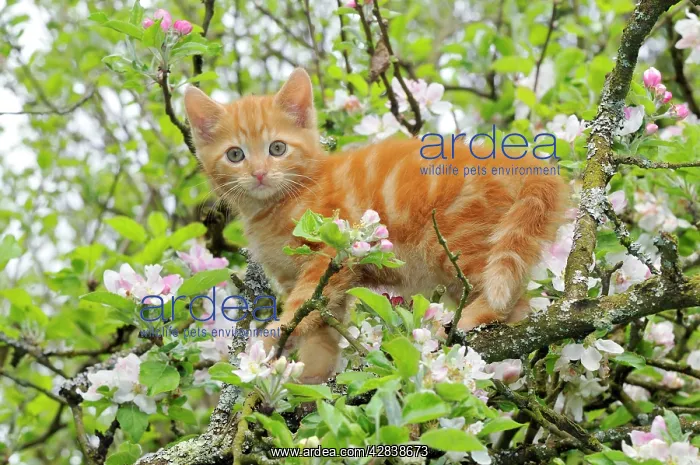 : KITTEN. (ginger) in an apple tree