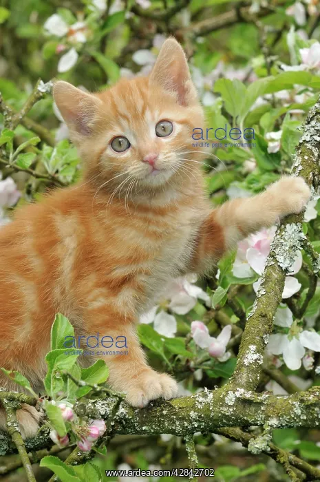 : KITTEN. (ginger) in an apple tree : KITTEN. (ginger) in an apple tree