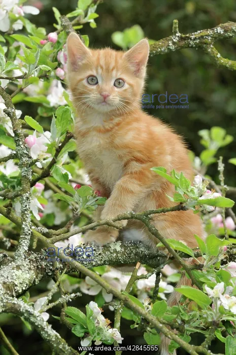 : KITTEN. (ginger) in an apple tree : KITTEN. (ginger) in an apple tree