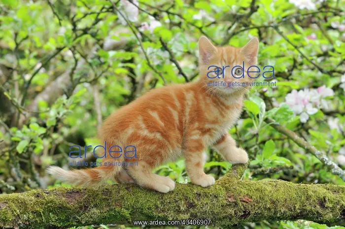 : KITTEN. (ginger) in an apple tree : KITTEN. (ginger) in an apple tree