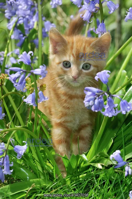 : KITTEN. ( ginger) in bluebells : KITTEN. ( ginger) in bluebells