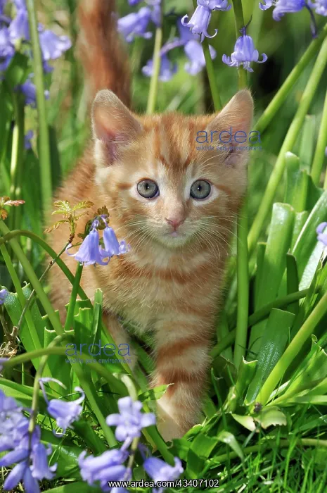 : KITTEN. ( ginger) in bluebells : KITTEN. ( ginger) in bluebells