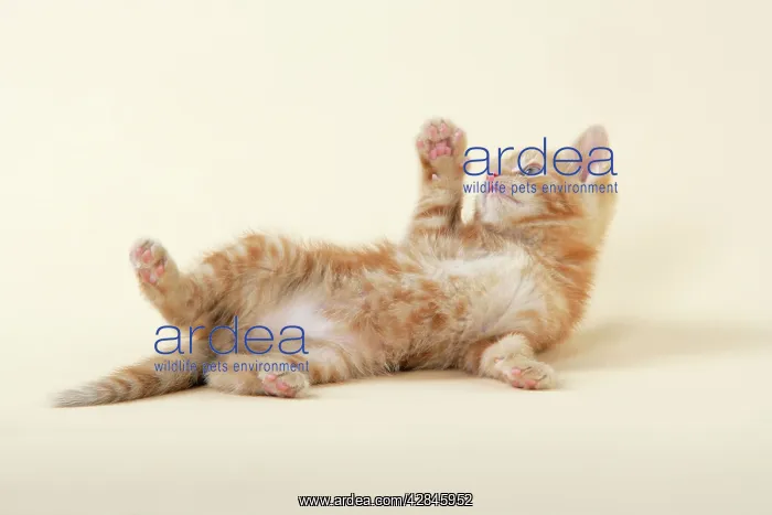 : KITTEN. ( ginger) playing : KITTEN. ( ginger) playing