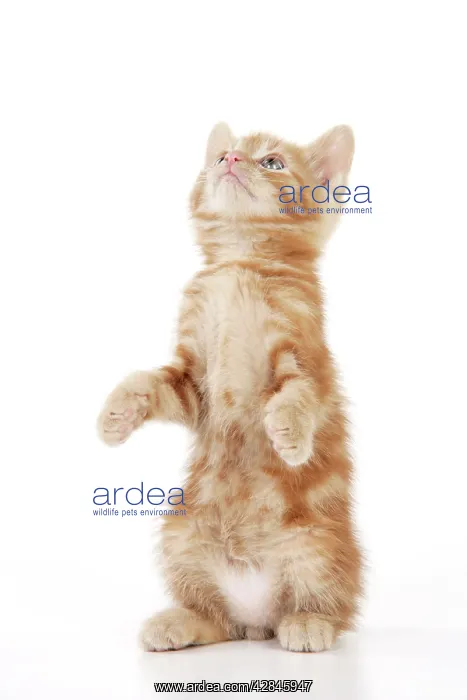 : KITTEN. ( ginger) sitting up : KITTEN. ( ginger) sitting up
