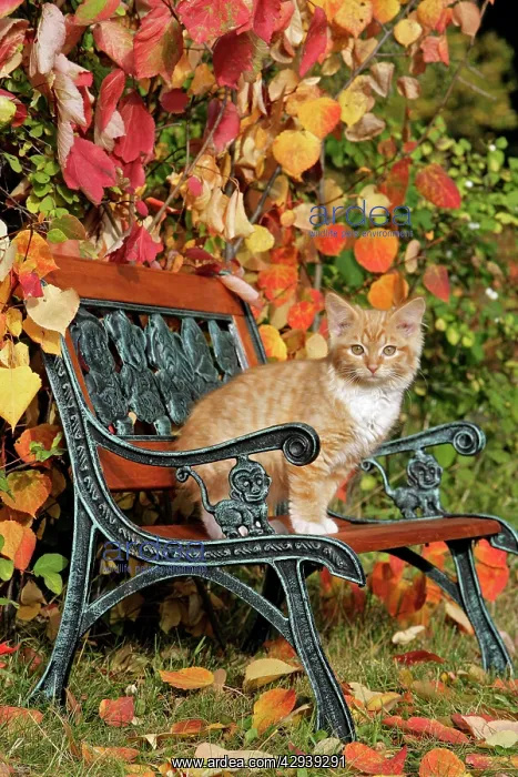 : Kitten ginger tabby sitting on bench : Kitten ginger tabby sitting on bench