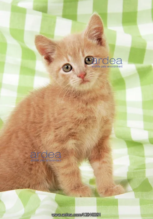 : Kitten on green gingham : Kitten on green gingham
