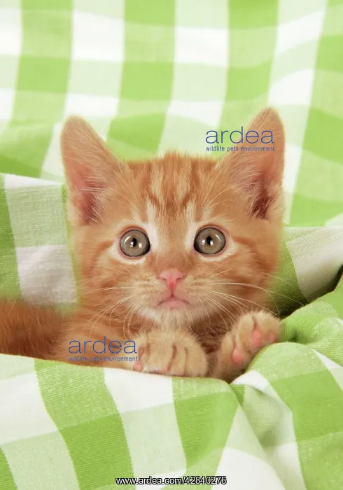 : Kitten on green gingham : Kitten on green gingham