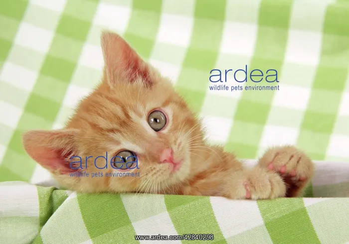 : Kitten on green gingham : Kitten on green gingham