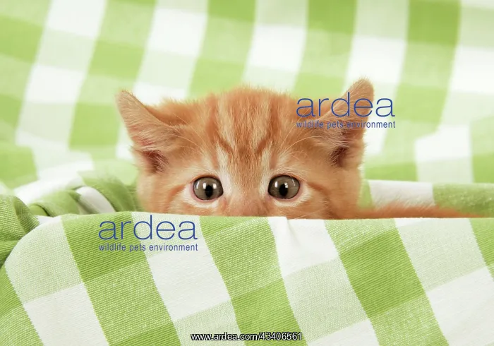  : Kitten on green gingham