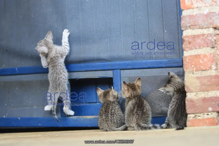 : Kitten hanging from a mosquito screen : Kitten hanging from a mosquito screen
