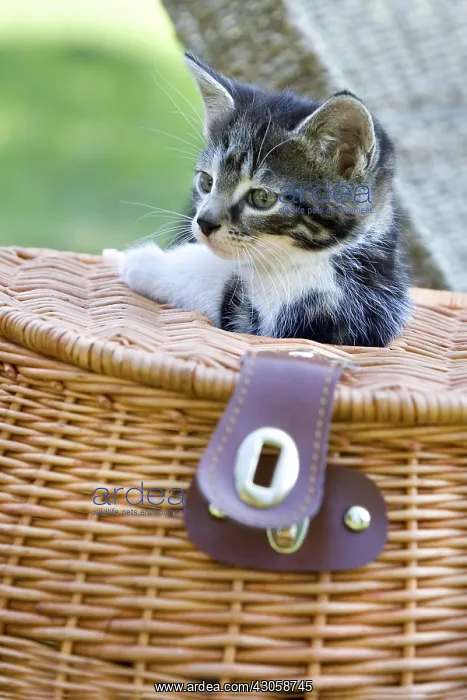 : Kitten with its head out of a basket Lautenbach France : Kitten with its head out of a basket Lautenbach France