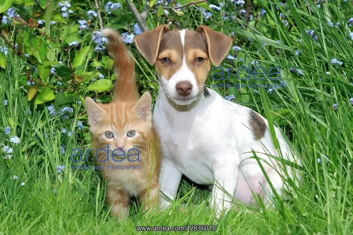 : Kitten & ( Jack Russell ) puppy : Kitten & ( Jack Russell ) puppy