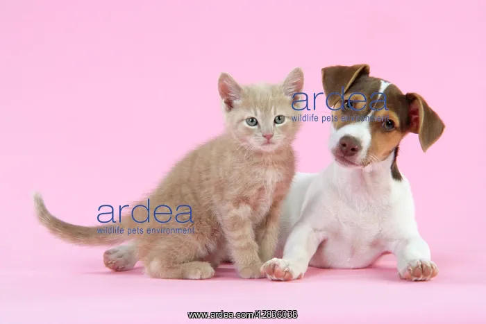  : Kitten & Jack Russell puppy