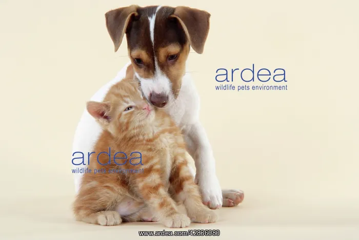 : Kitten & Jack Russell puppy : Kitten & Jack Russell puppy