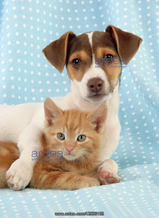  : Kitten & Jack Russell puppy