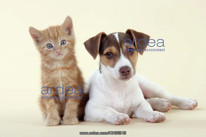  : Kitten & Jack Russell puppy