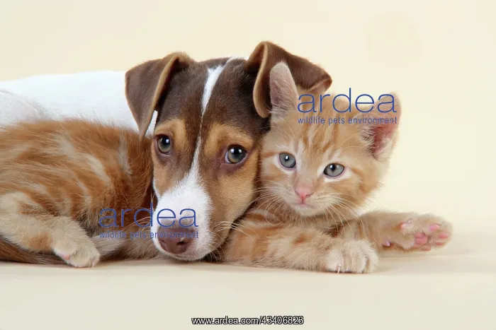 : Kitten & Jack Russell puppy : Kitten & Jack Russell puppy