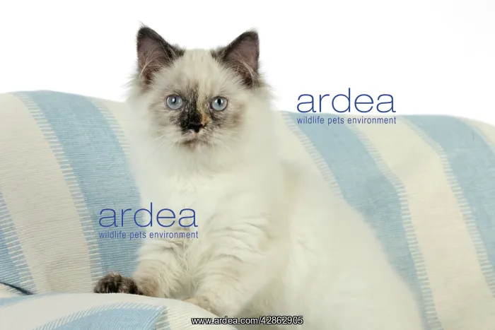  : KITTEN. Kitten sitting
