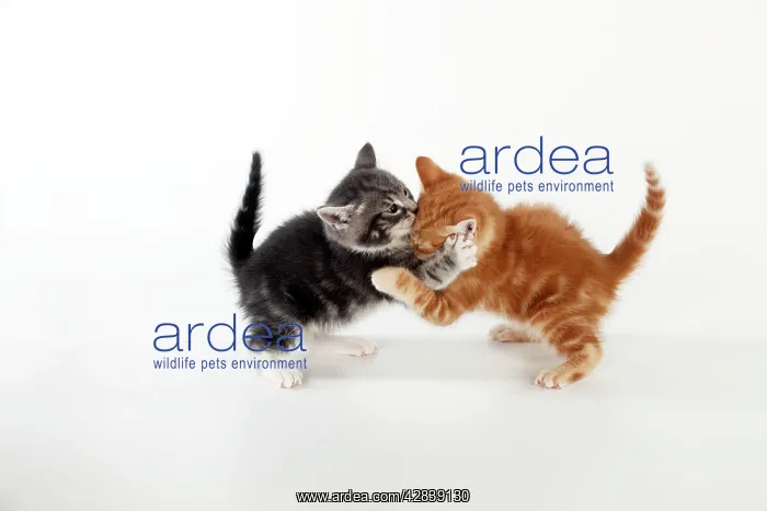 : KITTEN - Kittens playing together : KITTEN - Kittens playing together