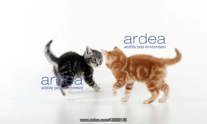 : KITTEN - Kittens playing together : KITTEN - Kittens playing together