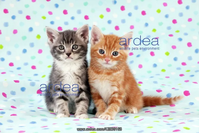 : KITTEN - Kittens sitting together : KITTEN - Kittens sitting together