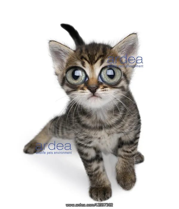  : Kitten, with large eyes