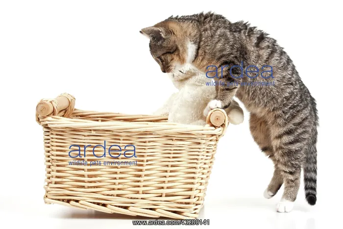 : Kitten looking into a basket with teddy Junge Katze : Kitten looking into a basket with teddy Junge Katze